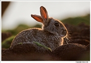 Rabbit 1
